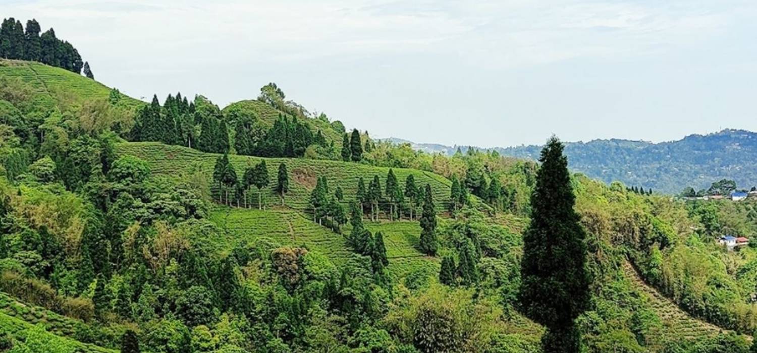 A gentle slope of tea plantations